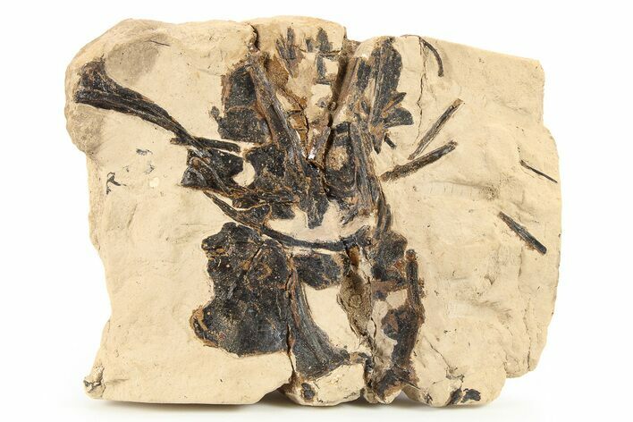 Fossil Fish Jaw and Bones in Rock - Asfla, Morocco #270946